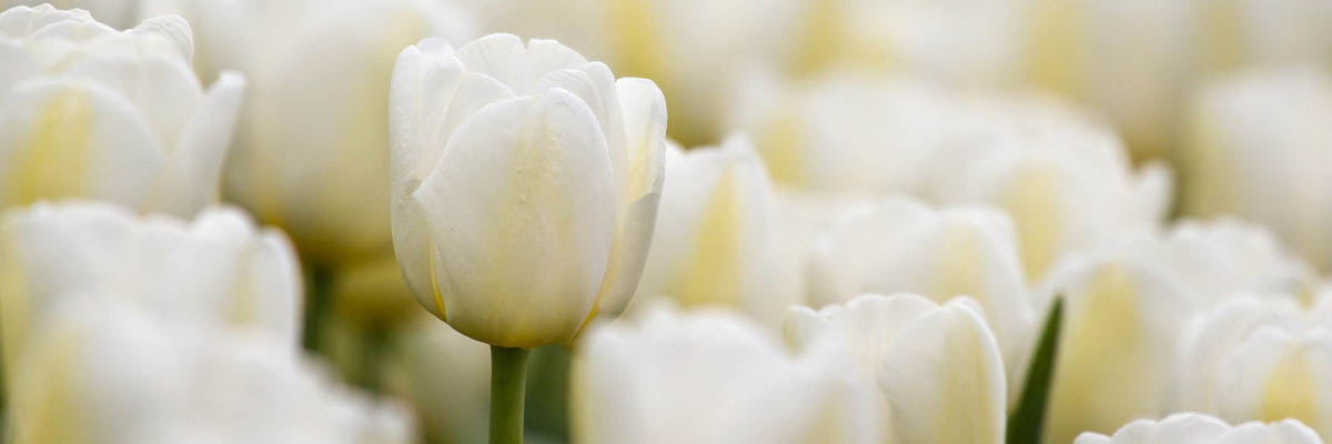 Funeral Flowers